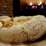 Chats et chauffage domestique : Comment allier sécurité et confort pour nos félins