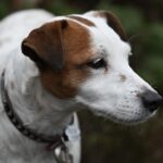 Chiens seniors : conseils pour soulager la douleur et optimiser leur confort