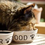 Alimentation adaptée pour différentes races de chats : choisir le meilleur régime pour votre félin