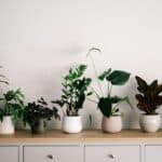 Préservez vos plantes pendant les vacances grâce à des techniques d'arrosage ingénieuses
