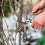 Guide pratique pour tailler et entretenir les arbres fruitiers en hiver