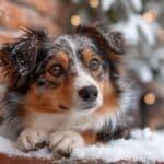 Alimentation adaptée pour les animaux domestiques durant l'hiver : comment ajuster leurs rations face au froid