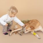 Premiers secours naturels pour nos amis les animaux