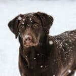 Protégez les pattes de votre chien contre la neige et le gel