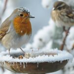 Le mystère de la survie des oiseaux du jardin face au froid