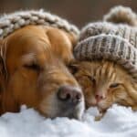 Protéger votre chien et votre chat du froid : conseils essentiels pour l'hiver