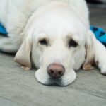 Rééducation après chirurgie pour chiens : Conseils pratiques pour une meilleure récupération