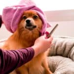 Le guide du toilettage maison pour votre chien à poil long