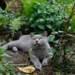 Créer un jardin sûr et attrayant pour les chats