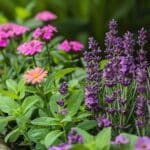 Créer un jardin aromatique durable : les astuces de grand-mère incontournables