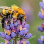 Créez un sanctuaire pour les abeilles dans votre jardin ce printemps