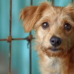 Les 5 questions essentielles avant d'adopter un animal de compagnie