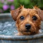 Les astuces incontournables pour garder vos animaux hydratés durant l'été
