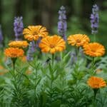 Plantes répulsives naturelles : le secret du jardin protecteur de grand-mère