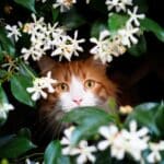 Les fleurs mortelles pour votre chat à éviter absolument