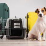 Les vacances d'été approchent : préparer une valise pour votre animal de compagnie