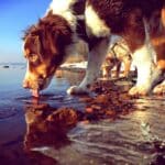 Les dangers de l'eau stagnante pour vos animaux en été : comment les éviter