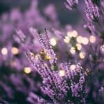 Quelle variété de lavande planter dans son jardin ?