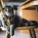 Comment protéger votre chat des premiers coups de chaleur ?