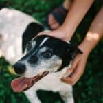 Anti-puces naturel : 7 solutions efficaces pour chiens et chats