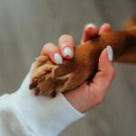 Un chien pour la retraite ? Voici les races les plus adaptées aux personnes âgées