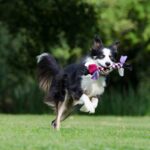 Les jouets à mâcher préférés des chiens (et qui tiennent la route)