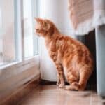 Découvrez la catification : comment aménager votre espace pour vos félins