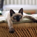 Les incontournables de toilettage pour nos chats à poil court