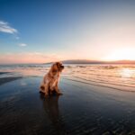 Les dangers des algues toxiques pour vos animaux en bord de mer