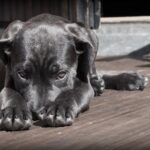 Mon chien sait-il qu'il a fait une bêtise ? Décryptons son regard coupable
