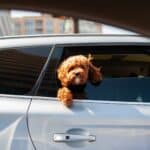 Voyages avec chien ou chat : les meilleures solutions anti-stress