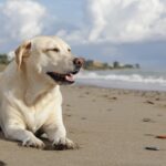 Profiter de la plage avec son chien : avant, pendant, après