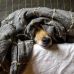 Comment réduire l'anxiété de séparation de votre animal lors de vos absences