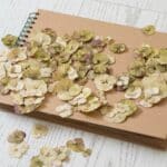Fabriquer un herbier avec vos enfants pendant les vacances scolaires
