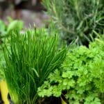 Mars au jardin : les meilleures plantes aromatiques à cultiver ce mois-ci