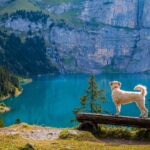 Sortir avec son chien : les bonnes pratiques à connaître et à mettre en place