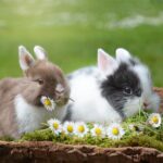 Ces animaux peuvent remplacer les poules dans votre poulailler
