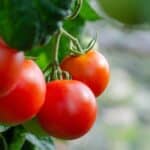 Tomates fendues : les astuces de grand-mère pour éviter les fissures cet été