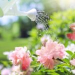 Bien arroser ses plantes d'intérieur et d'extérieur : astuces pour des plantes en pleine forme