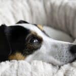 Comment gérer le retour à l'école et l'anxiété de séparation de votre animal
