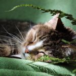 5 questions à vous poser avant de prendre un animal de compagnie