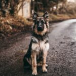 Cures détox saisonnières pour chiens : une approche naturelle pour la santé de nos compagnons
