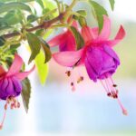 Quelles fleurs planter en avril pour un jardin éclatant ?