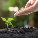 Potager de mai : les légumes et fruits à semer ou repiquer maintenant
