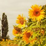 Les 7 travaux à ne pas négliger à la fin de l'été dans votre jardin