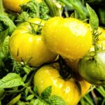 Le secret bien gardé de grand-mère pour des légumes sans parasites