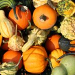 Les courges, citrouilles et potirons : comment les différencier ?