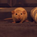 Pièges à souris et rats maison : un guide DIY simple et efficace