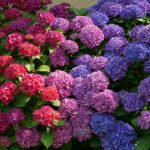 Hortensias en automne : doit-on couper leurs fleurs ? La réponse une bonne fois pour toutes
