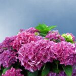 Taillez dès maintenant cette plante incontournable pour un renouveau spectaculaire au printemps
